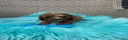 Cavapoo dogs for sale:  2 Beautiful Cavapoo Boys  - Advert 7