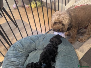 Cavapoo dogs Cavapoo - Advert 1