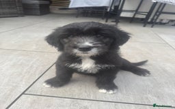 Mixed Breed dogs for sale: Golden Oldie’s (golden retriever/old english)  - Image 22