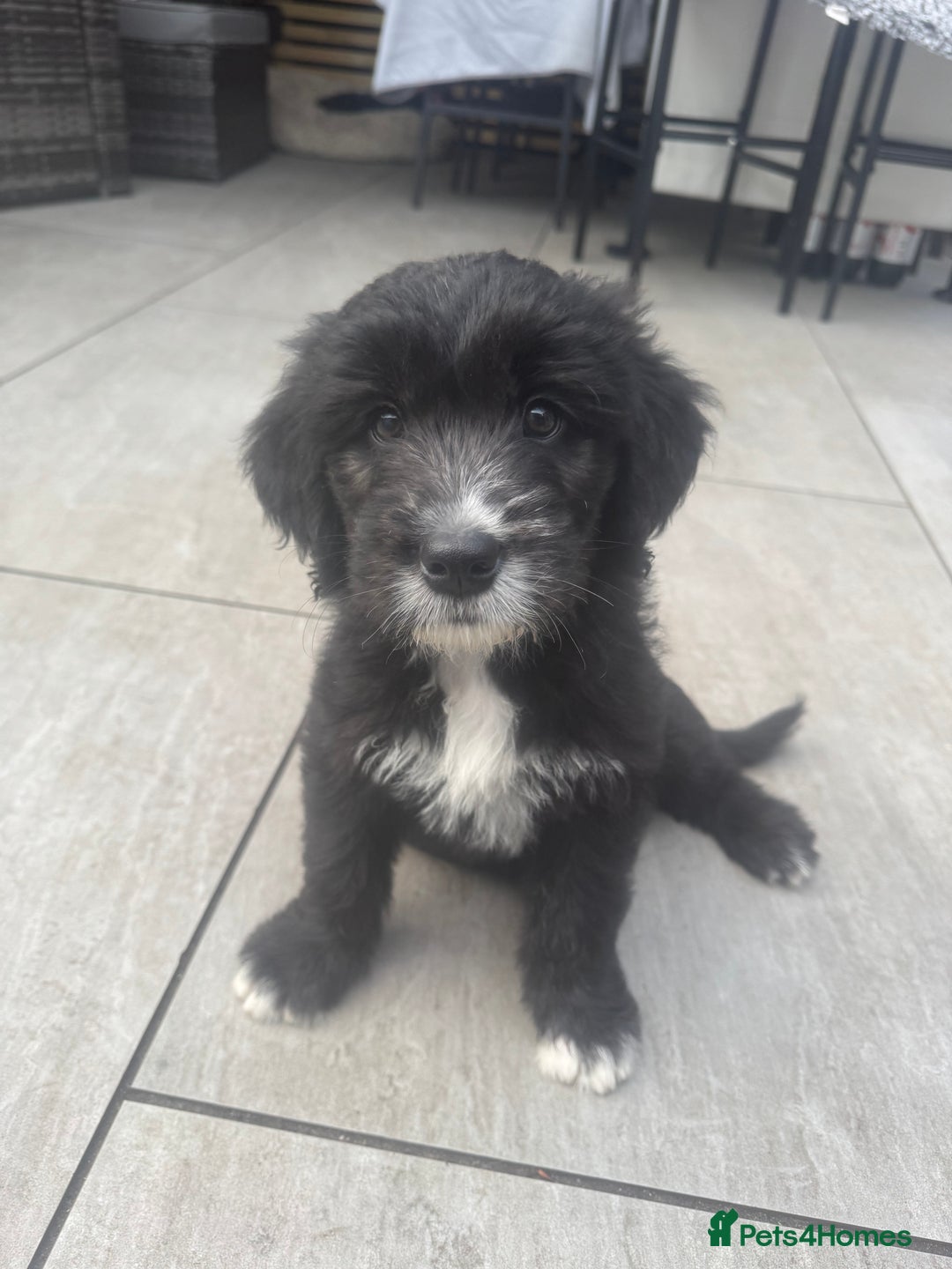Mixed Breed dogs for sale: Golden Oldie’s (golden retriever/old english)  - Image 22