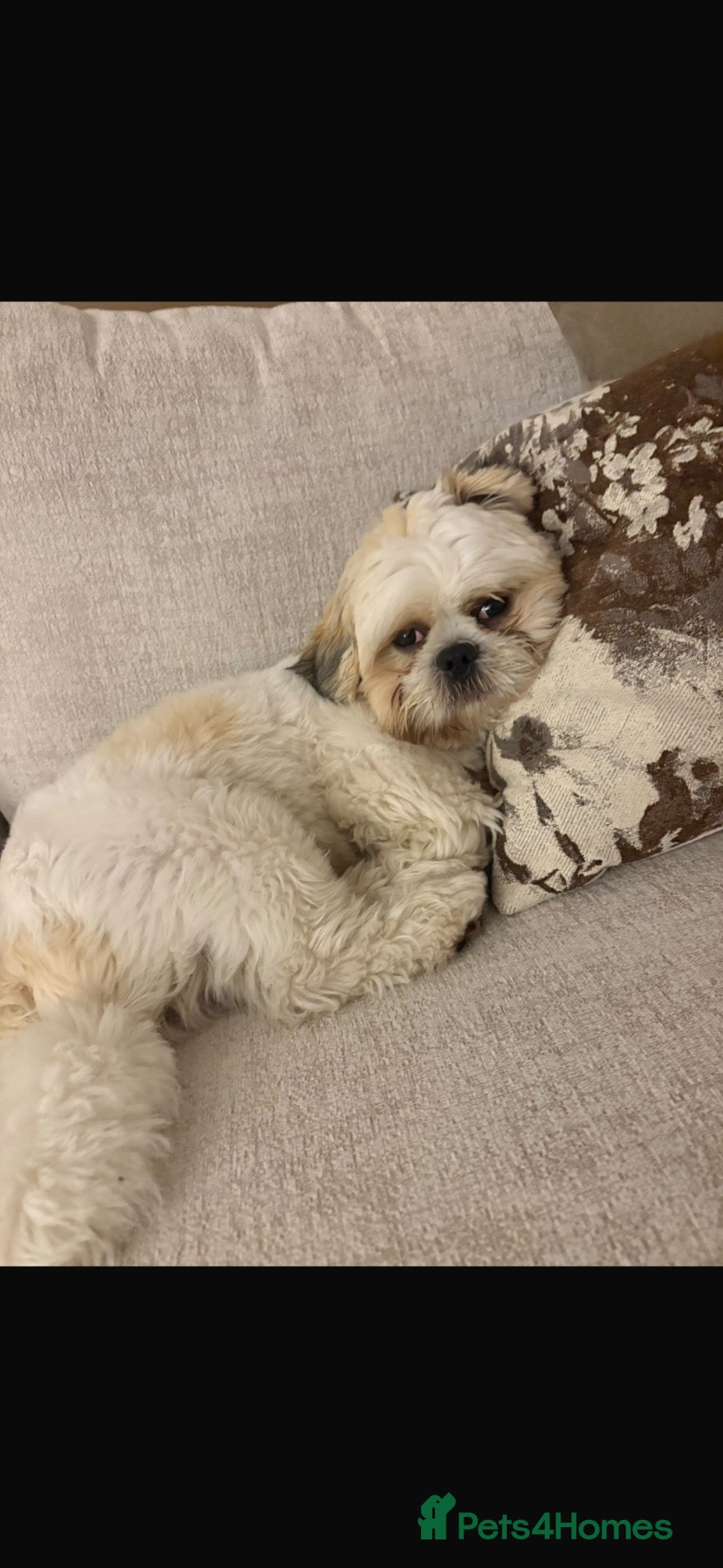 Malshi dogs Gorgeous Maltishi Looking for a Loving New Home 🤎 - Advert 1