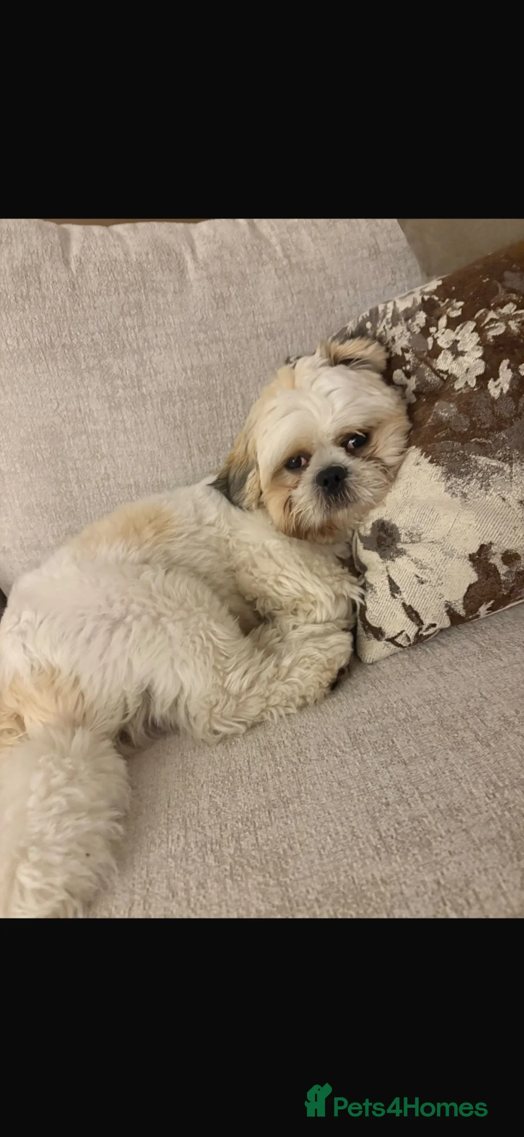 Malshi dogs for sale: Gorgeous Maltishi Looking for a Loving New Home 🤎 - Advert 1
