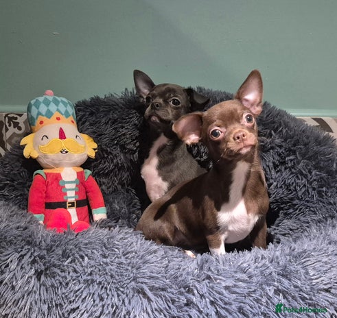 Chihuahua dogs - Advert 16