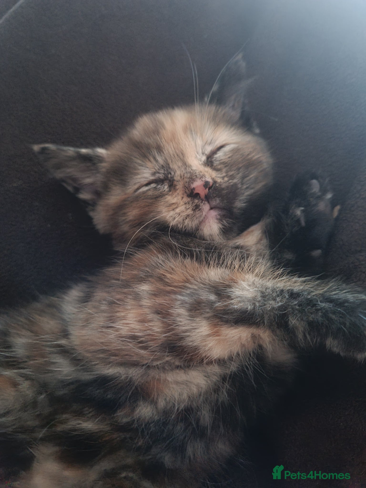 Mixed Breed cats for sale: 🐾 Beautiful Ragdoll Cross Kittens – £290 Each 🐾 in Greenford - Advert 14