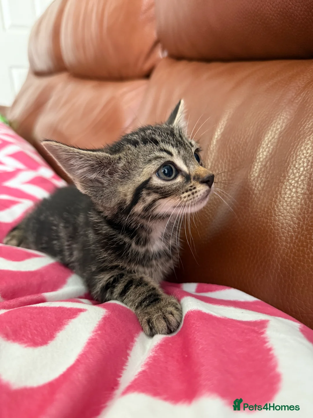 Mixed Breed cats for sale: Mixed Bengal and tabby cats  - Advert 7