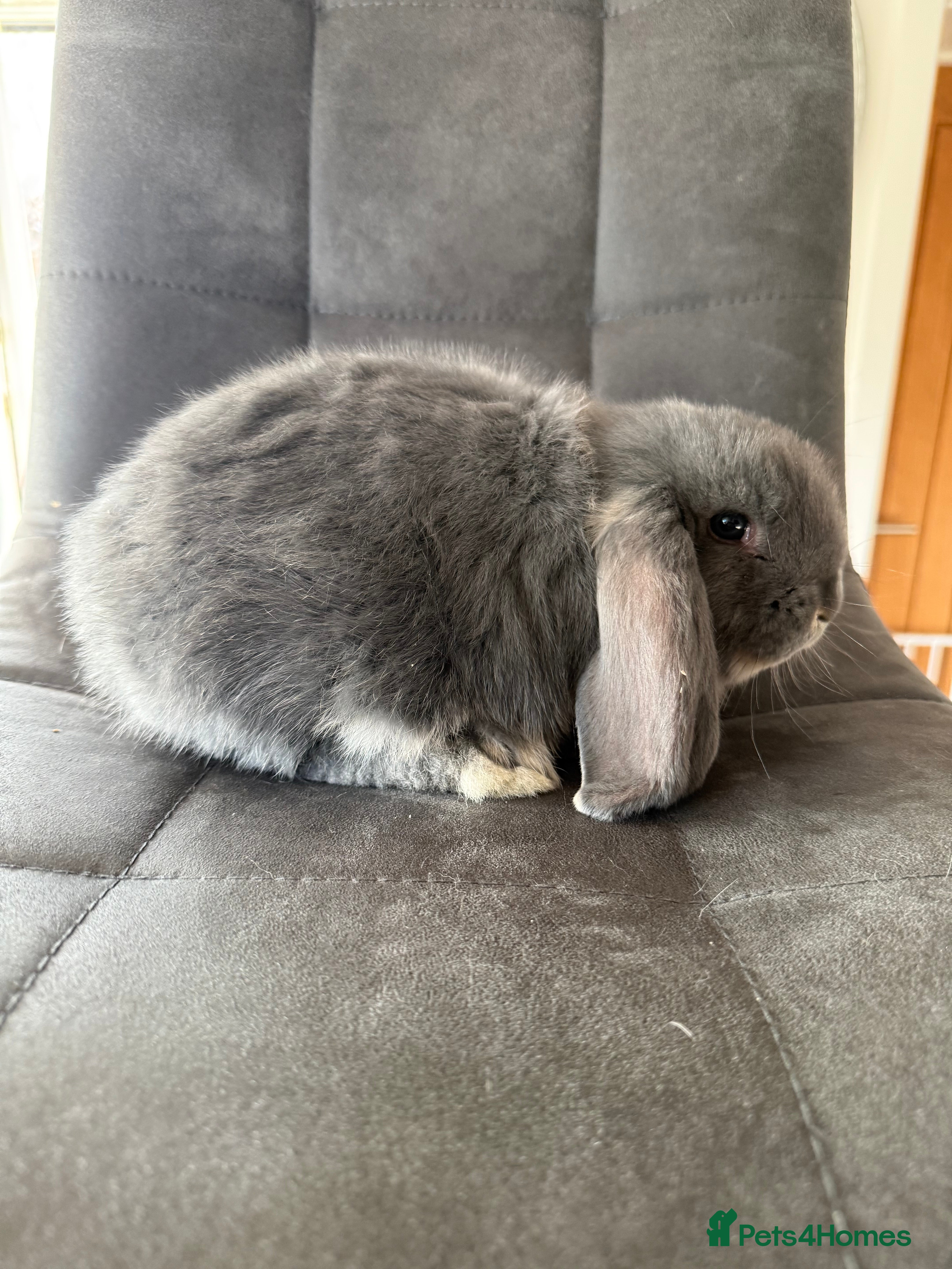 French Lop rabbits 1 Stunning French lop buck.   - Advert 8