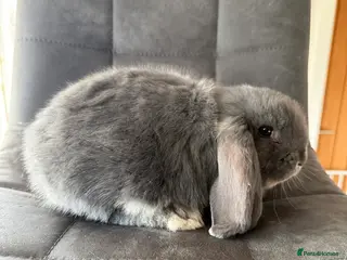 French Lop rabbits 1 Stunning French lop buck. - Advert 8