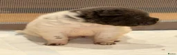 Shar Pei dogs for sale: FIRST CLASS 🏆 BEAR COAT SHARPEI BABIES 🌹 - Advert 28
