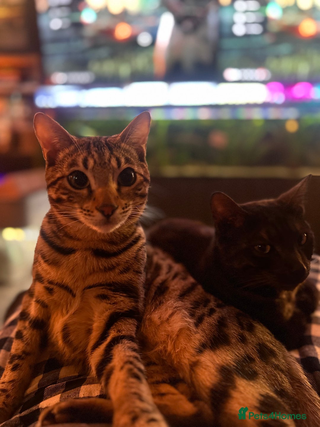 Bengal cats for sale: 2 Bengals Boy Brothers 11 Months Old - Advert 19