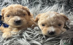 Maltipoo dogs for sale: TINY TOY F1 HEALTH TESTED MALTIPOO PUPS - Image 11