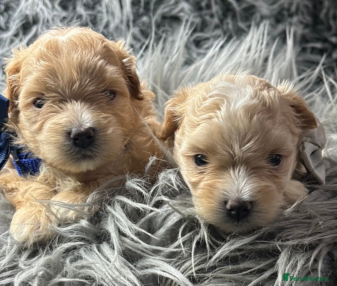 Maltipoo dogs for sale: TINY TOY F1 HEALTH TESTED MALTIPOO PUPS - Image 11