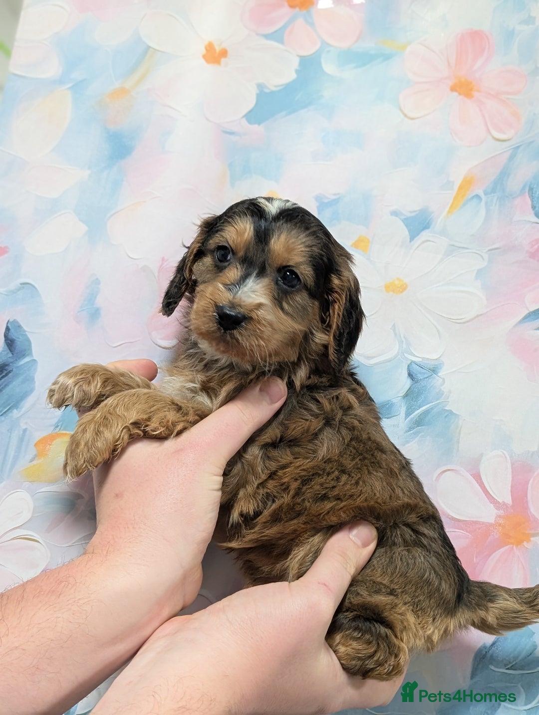 Cockapoo dogs for sale: Showtype F1 Cockapoos! Parents DNA Clear ✅ - Advert 14