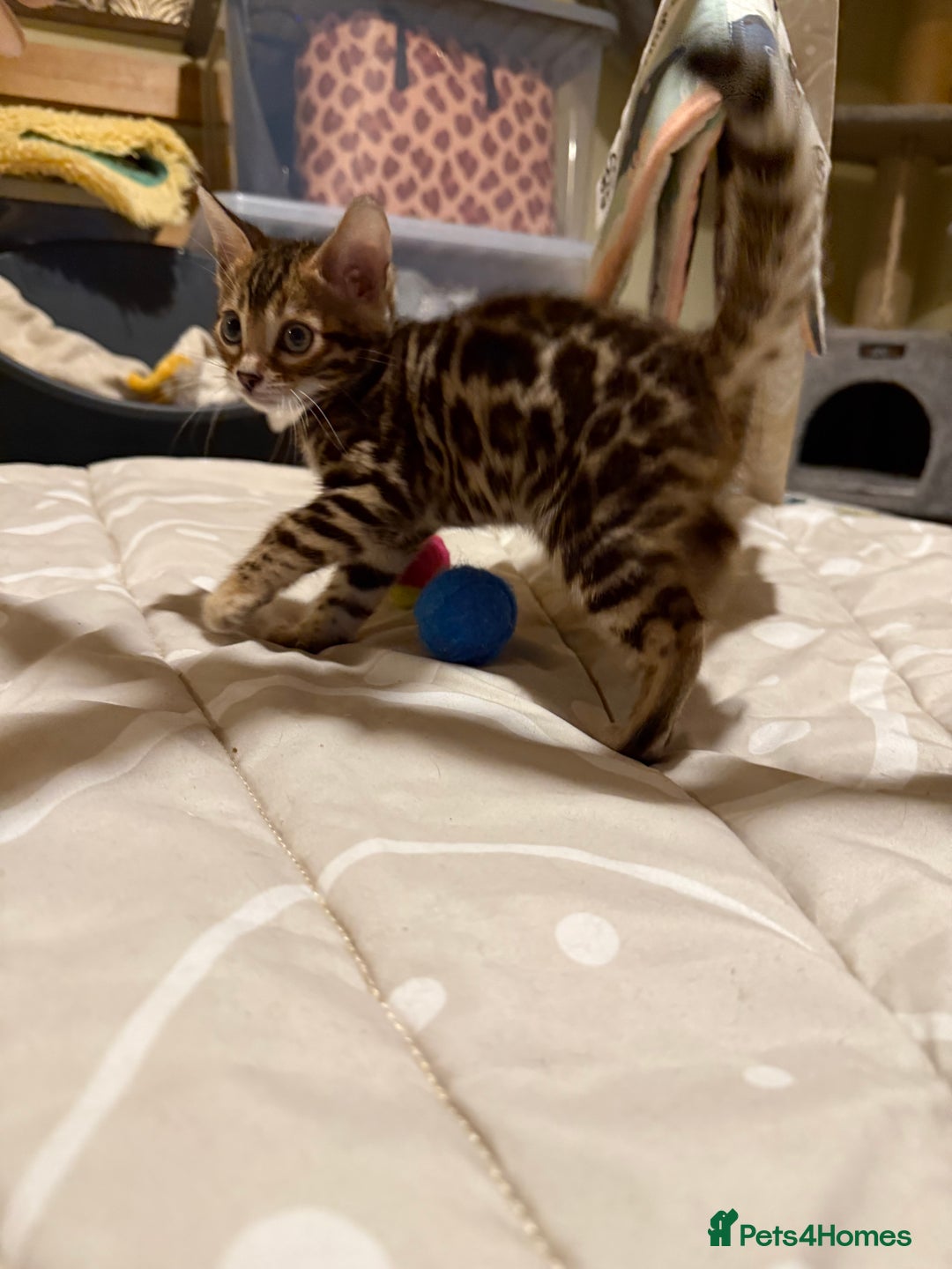 Bengal cats for sale: Pedigree TICA reg 🐾 Bengal Kittens 🐱  - Advert 14