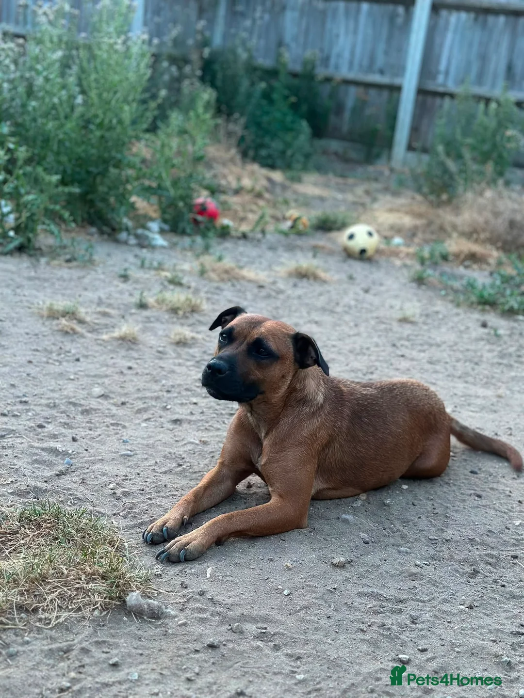 Staffordshire Bull Terrier dogs for sale: 9 beautiful staff pups in Beccles - Advert 17