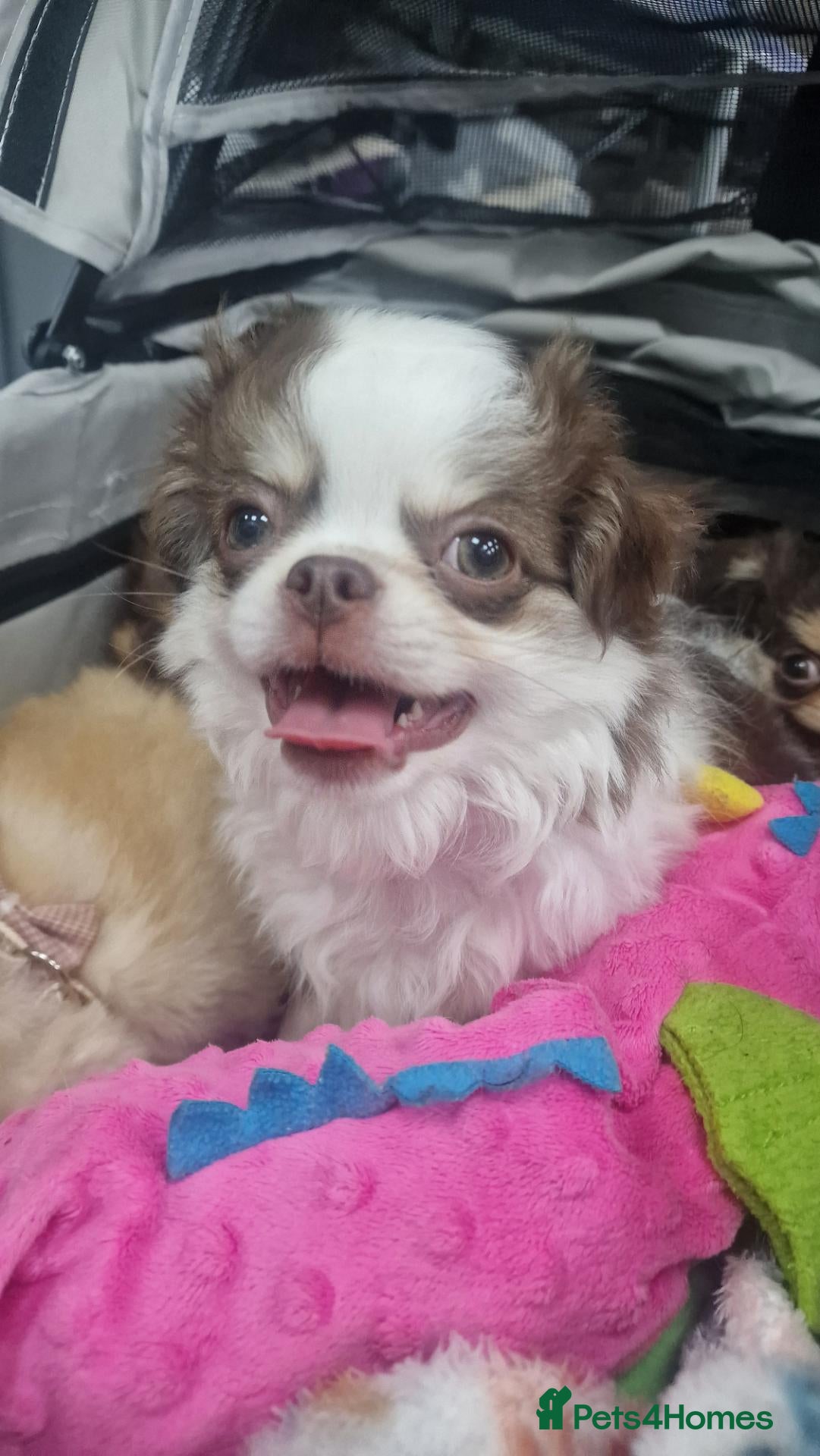 Chihuahua dogs ❤️READY NOW & VET CHECKED❤️KC BOY CHI Long coat - Advert 17