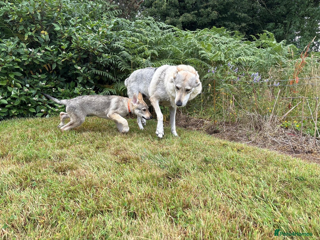 Saarloos Wolfdog dogs for sale: Rare Wolfdog Pups - Socialised & Highly Trainable - Image 27
