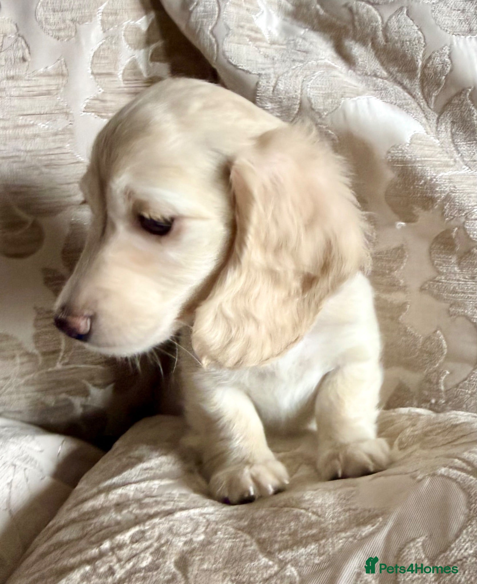 Miniature Dachshund dogs Ready now light cream tiny miniature dachshunds - Advert 1