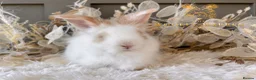 Angora rabbits for sale: Fully Vaccinated Angora Litter - Advert 9