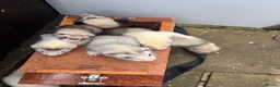 Ferret rodents for sale: Ferret kits - Advert 3