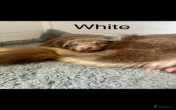 German Shepherd dogs for sale: Kc registered DNA Health tested gsd puppies - Image 13