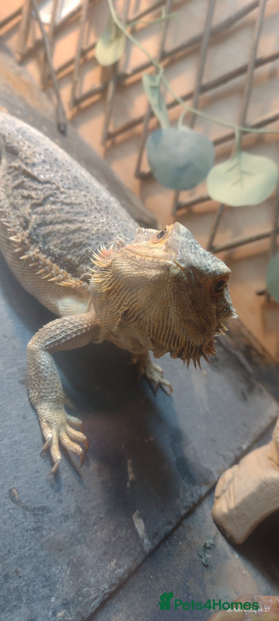 Bearded Dragon reptiles for sale: Bearded dragon with 6ft viv - Advert 3