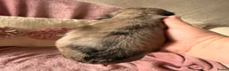 Miniature Dachshund dogs for sale: Miniature long and smooth dachshund pups in Castleford - Advert 6