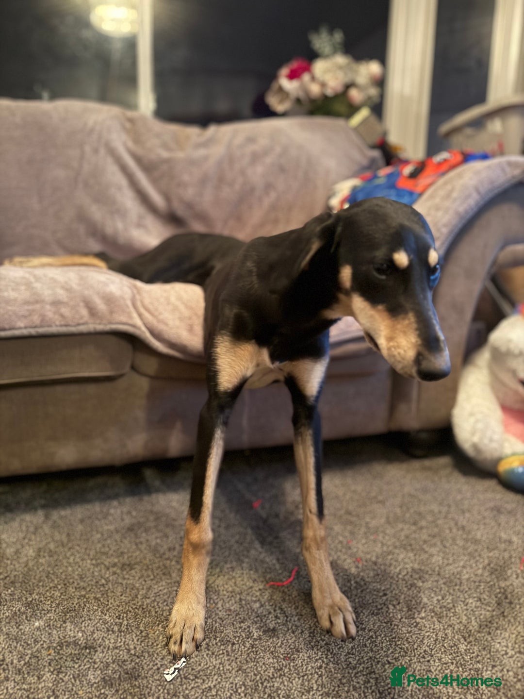 Lurcher dogs for sale: Trigger our super friendly lurcher.  - Advert 3