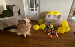 Golden Retriever dogs for stud: 5th Generation KC Registered TOO GOOD TO MISS STUD - Image 25