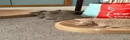 British Shorthair cats for sale: Gorgeous British Shorthair kittens ready to leave. - Advert 24
