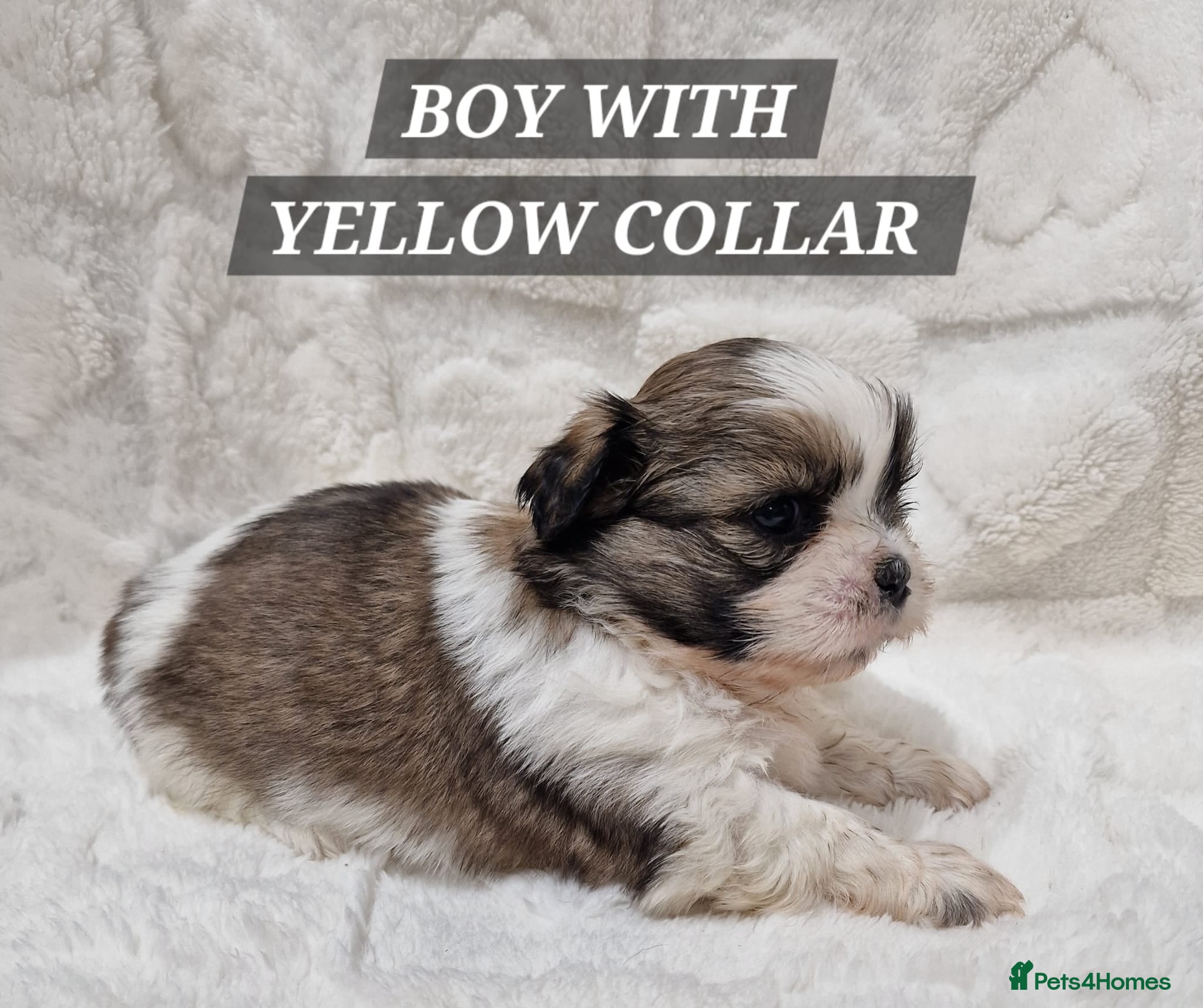 Shih Tzu dogs Shih Tzu Puppies – 5 Available | 7 Weeks Old 🐶 - Advert 12
