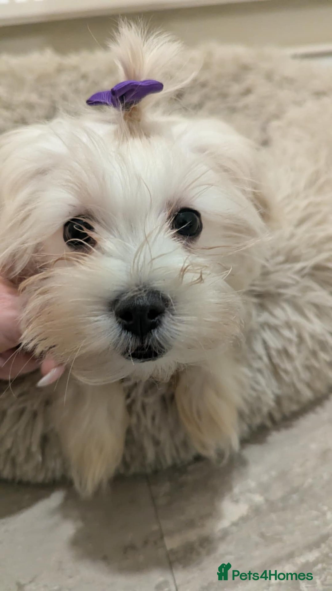 Maltipoo dogs for sale: Olivia M  - Advert 14