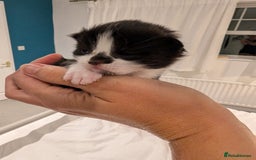 Mixed Breed cats for sale: 3 Beautiful Black and White Tuxedo Kittens  - Image 12