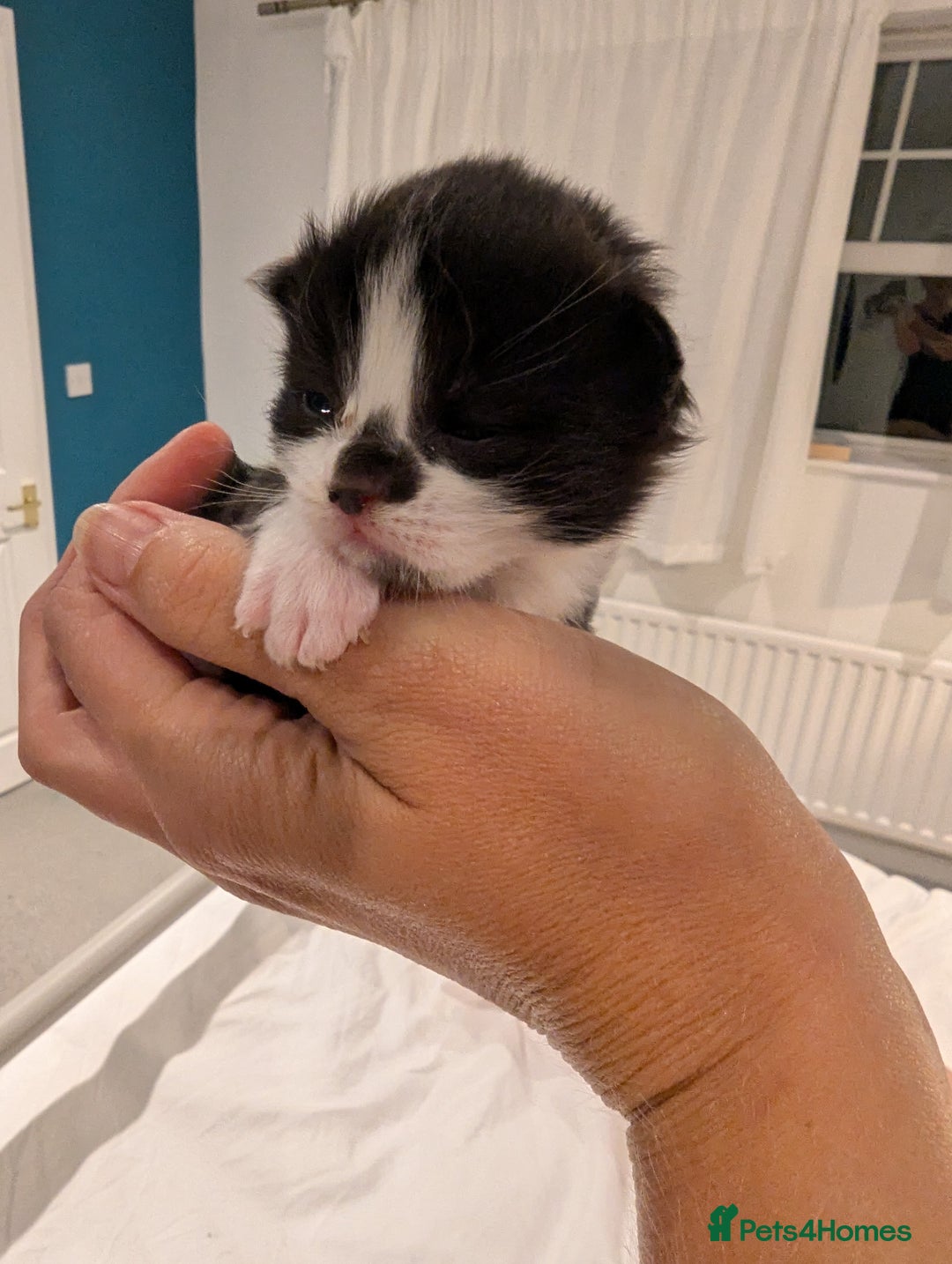 Mixed Breed cats for sale: 3 Beautiful Black and White Tuxedo Kittens  - Image 12