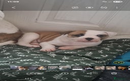American Bulldog dogs for sale: American bulldog puppy female - Image 7