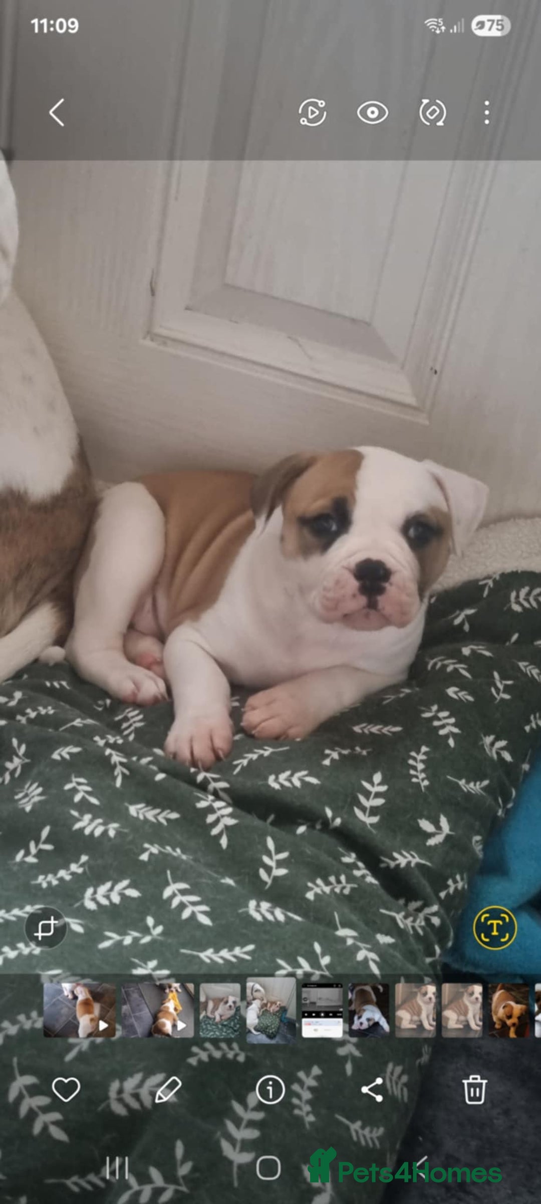 American Bulldog dogs for sale: American bulldog puppy female - Image 7
