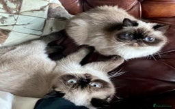Exotic cats for sale: Last Remaining Exotic Shorthair Boy - Image 17
