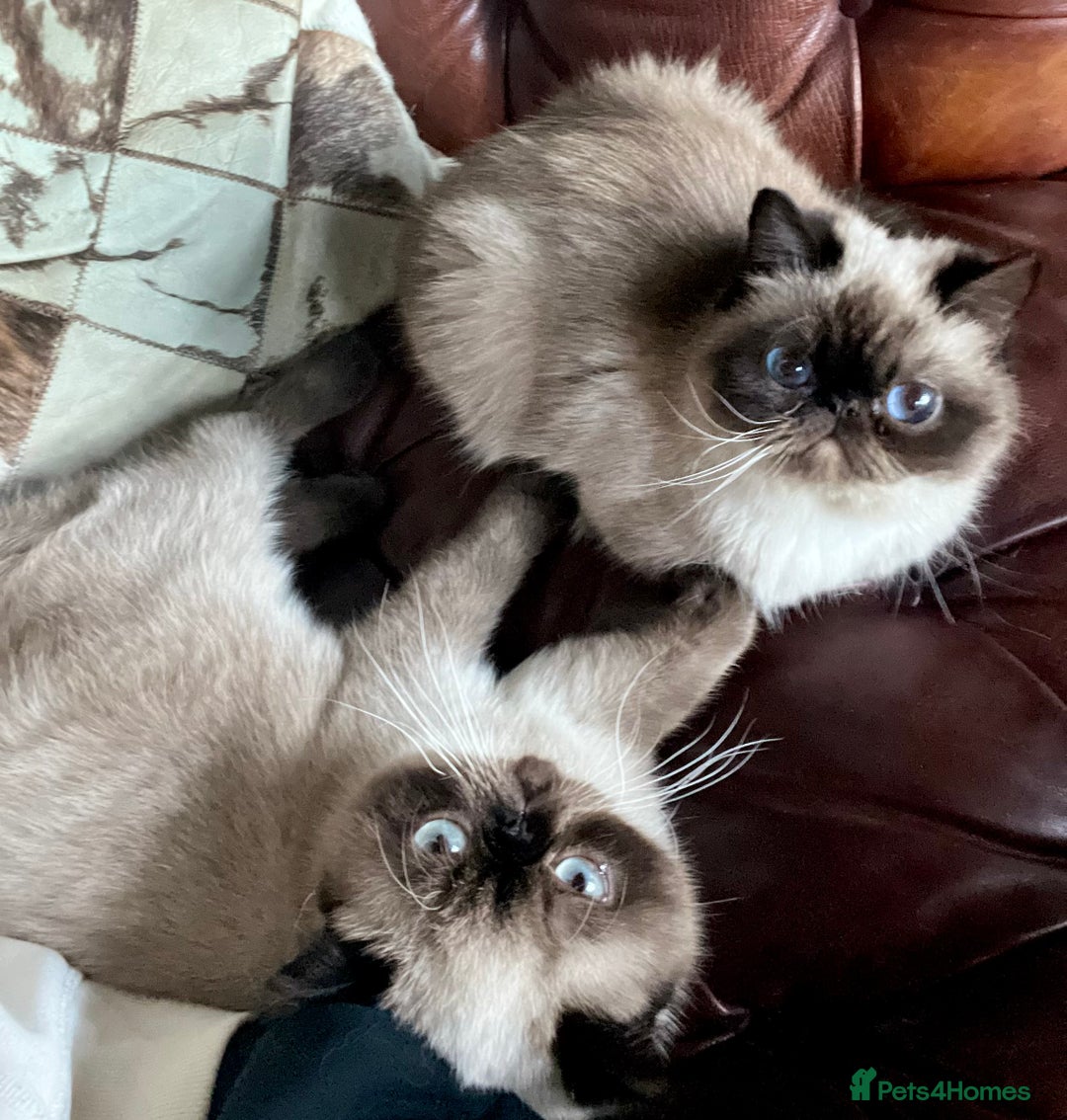 Exotic cats for sale: Last Remaining Exotic Shorthair Boy - Image 17