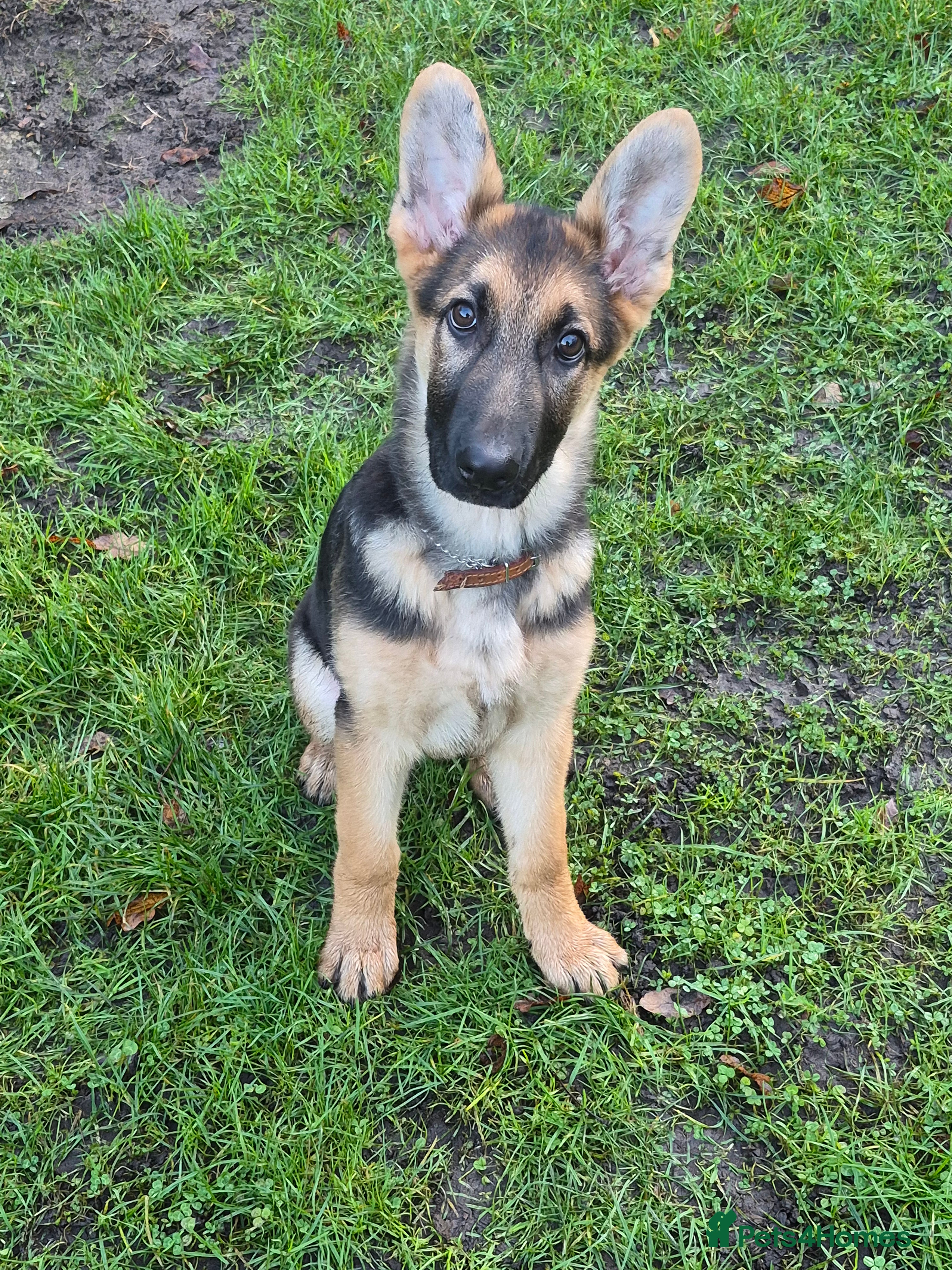German Shepherd dogs KC German Shepherd pup LAST BOY! - Advert 12