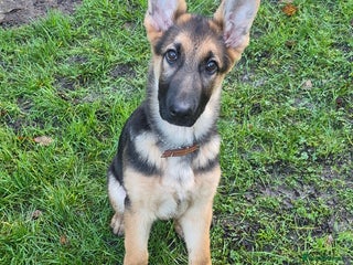 German Shepherd dogs KC German Shepherd pup LAST BOY! - Advert 9