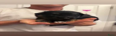 Shepsky 4