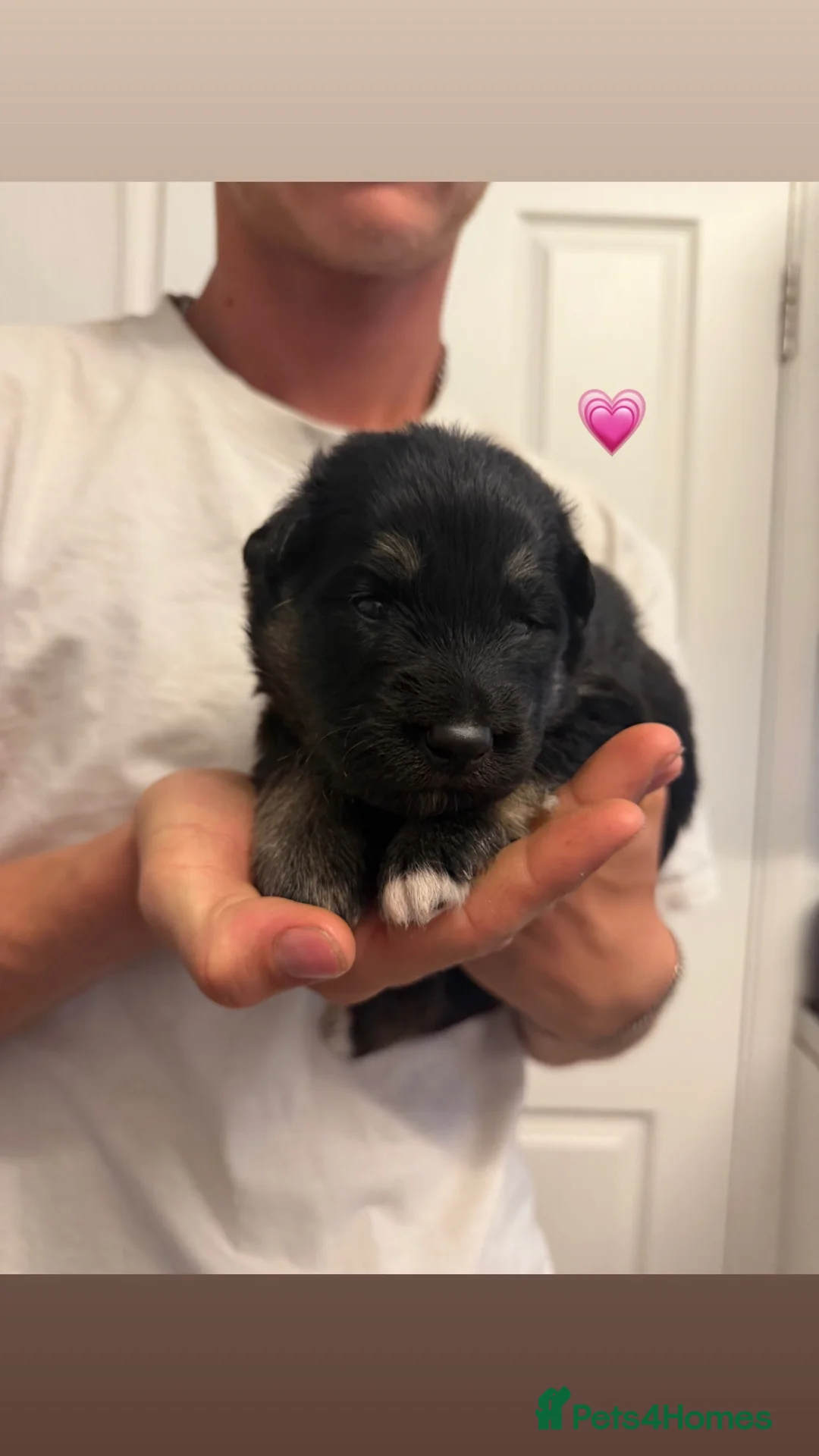 Shepsky dogs for sale: Beautiful shepsky pups for sale  - Advert 2