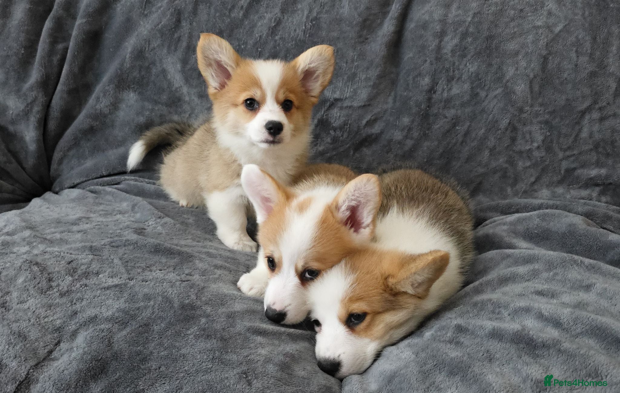 Welsh Corgi Pembroke dogs Corgi Puppies for Loving Homes – 1 Male, 1 Females - Advert 19