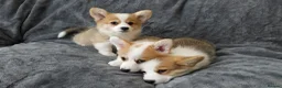 Welsh Corgi Pembroke dogs for sale: Corgi Puppies for Loving Homes – 1 Male, 1 Females - Advert 6
