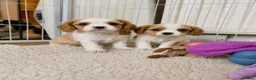 Cavalier King Charles Spaniel dogs for sale: DNA Tested Cavalier King Charles Puppy Bleinham - Advert 9