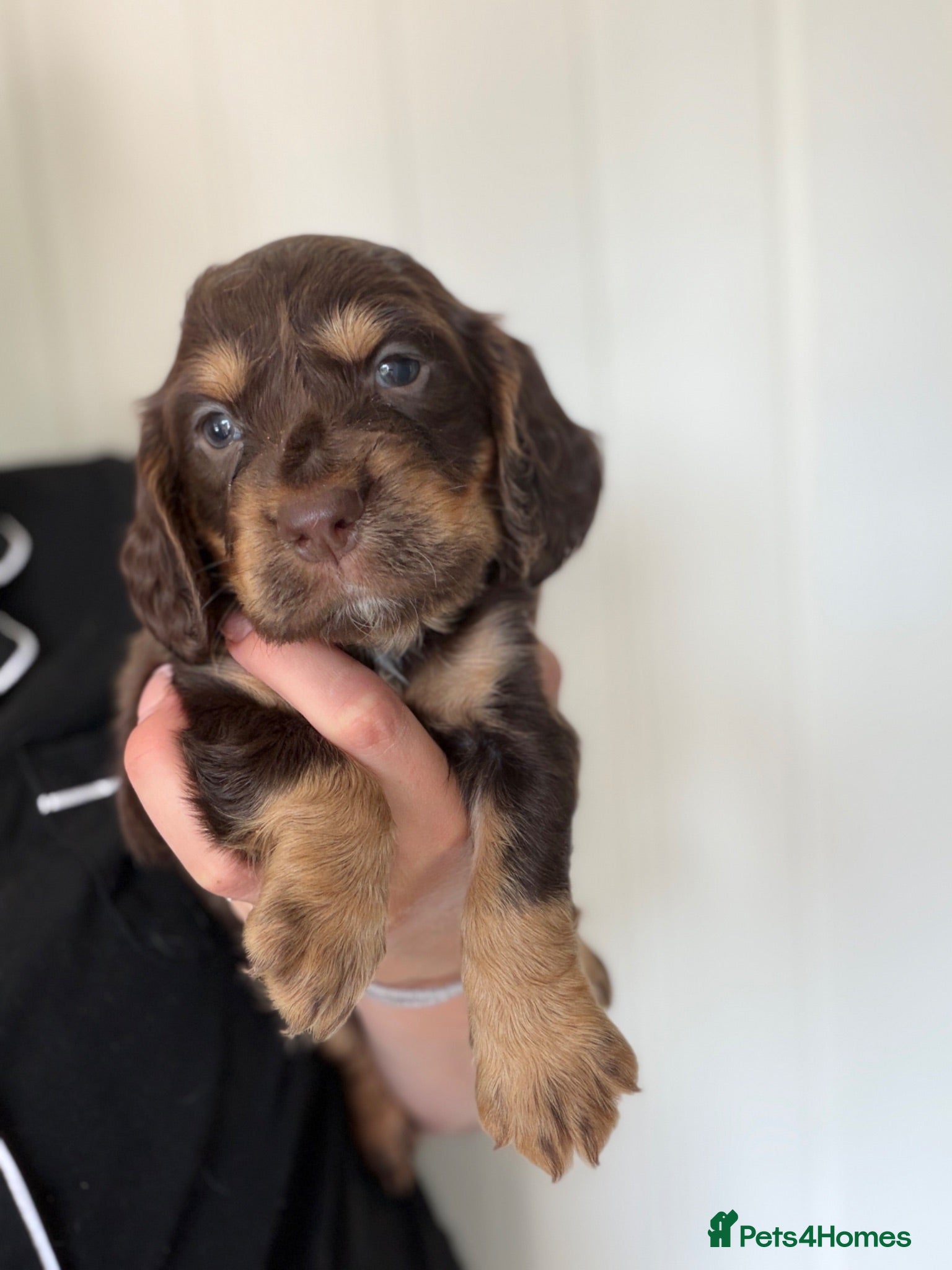 Sprocker dogs 🐾last four Sprocker puppies READY FROM THURSDAY🐾 - Advert 9