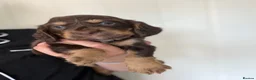 Sprocker dogs for sale: 🐾Sprocker puppies🐾 - Advert 21