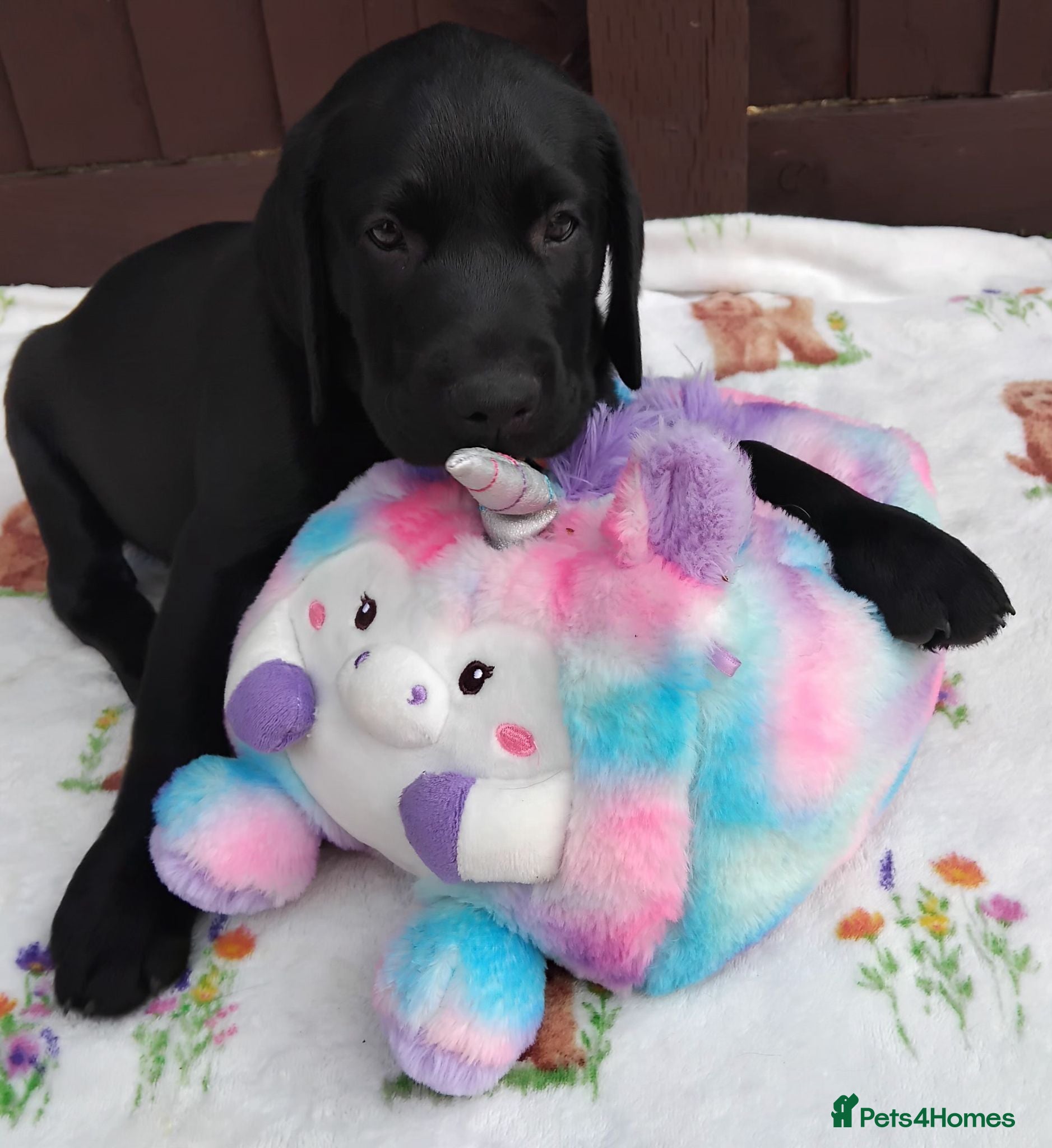 Labrador Retriever dogs 🐶 READY TO LEAVE NOW – KC BLACK LABRADORS ❤️ - Advert 1
