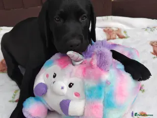 Labrador Retriever dogs 🐶 READY TO LEAVE NOW – KC BLACK LABRADORS ❤️ - Advert 1