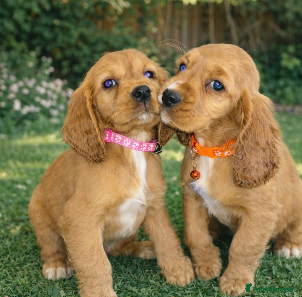 Cocker Spaniel dogs 🌹🌺🌸Amazing Puppy’s  Ready To Leave 🌸🌺🌹 - Advert 16