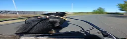 Irish Cob horses for sale: Driving entire  in Hartlepool - Advert 2